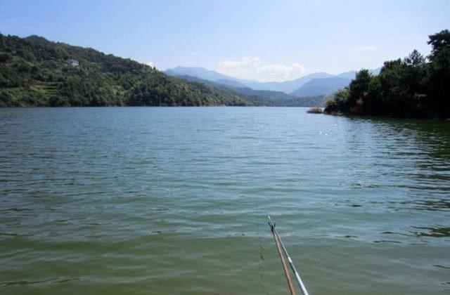 #水库#很多钓鱼人都认为黄尾鱼难钓，掌握五个技巧，钓一次爽一次