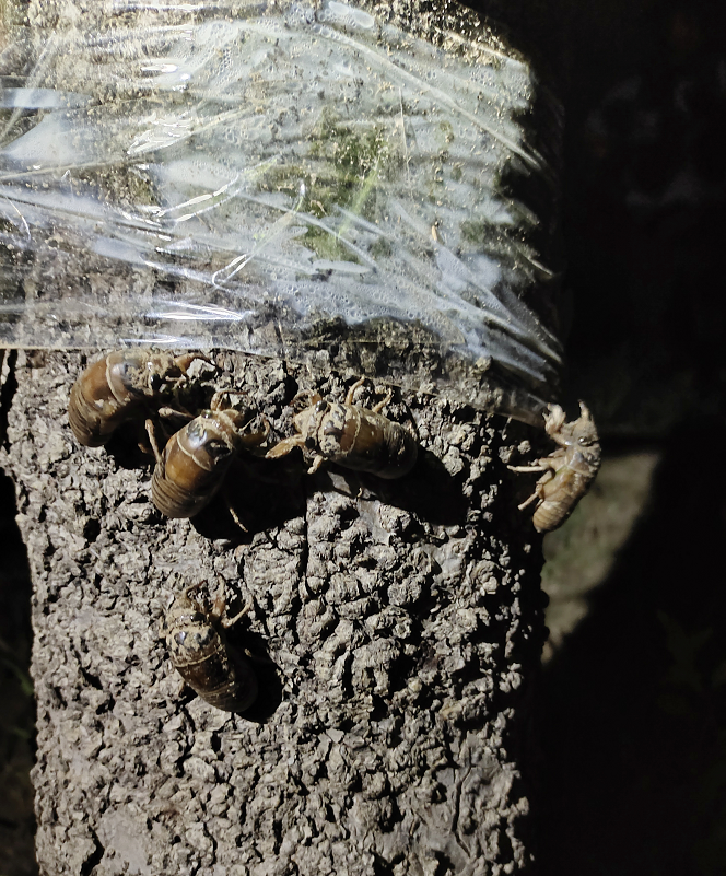 山东商报|知了猴还能吃吗？山东禁食名单已出！商报记者探访济南金蝉养殖村……