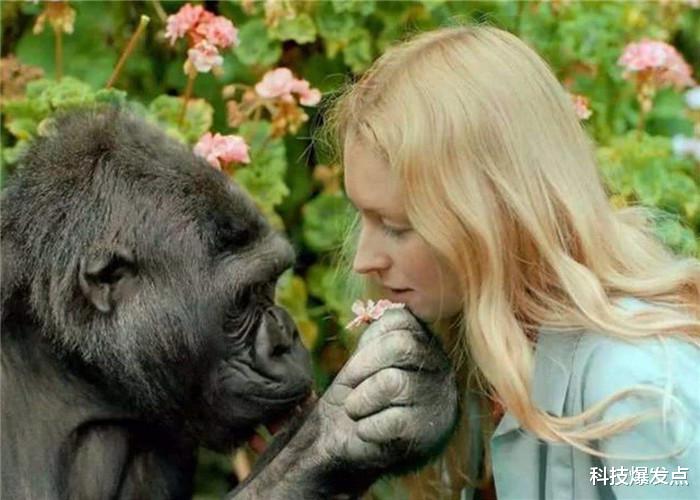 科学家@人类和猩猩会孕育后代吗?科学家曾找来5位姑娘,结果怎么样?