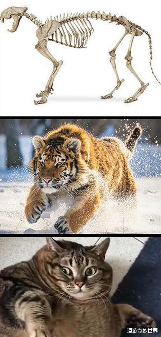 长征七号|动物的头骨和外形反差有多大？和预计的差太多了吧！