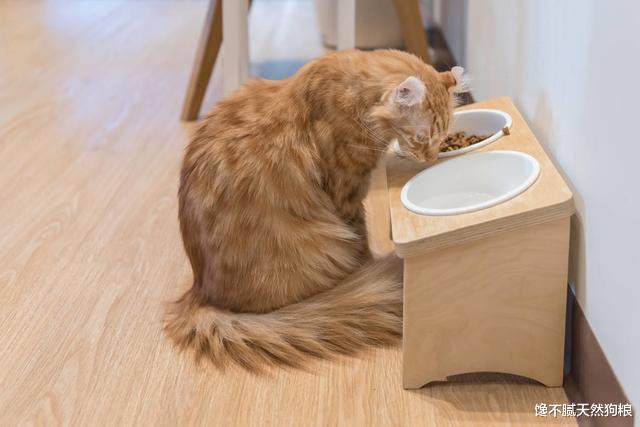 猫咪刚生完小猫时，为什么不给主人碰？原因有5个