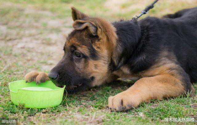 这7种狗狗都是市区禁养犬，拉布拉多和金毛都在其中