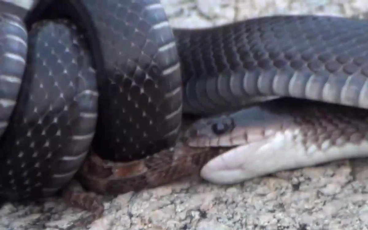 【毒蛇】百毒不侵的食蛇者: 天生以毒蛇为食, 最善于绞杀并且是猎人的朋友