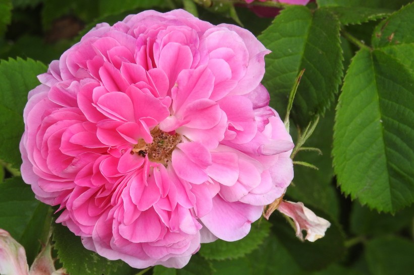 生肖：7月份上旬，4大生肖桃花运爆棚，脱单稳如泰山，有望结成好姻缘