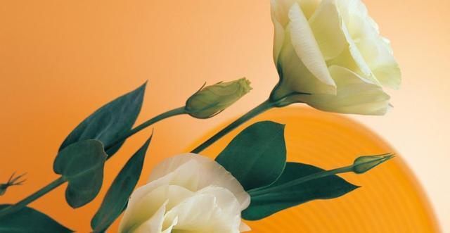 |8月，4属相财运一路高涨，事业一片光明，生活一片希望