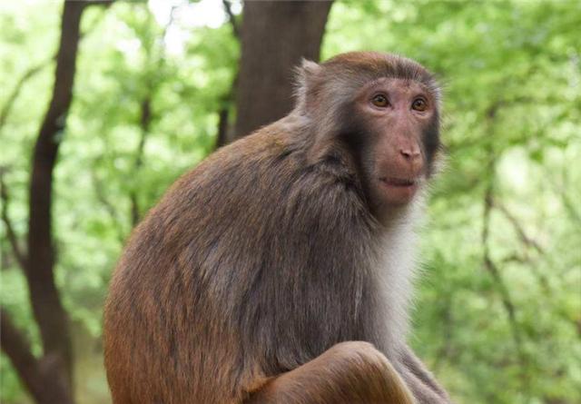 日军|抗战时期,一人一猴一铁棍击毙日军6人,后来失踪只留下座衣冠冢