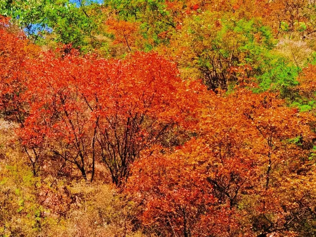 |醉赏南太行秋沟红韵，尽享童话般的世界