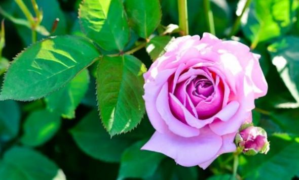 「生肖」一辈子不缺爱的3种生肖女，五官精致身材高挑，让人着迷