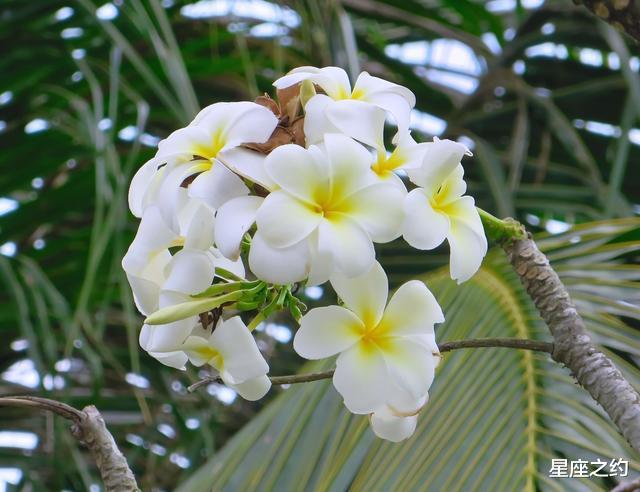 生肖|在8月份，耐心等待，痴情不改，得偿所愿的三大星座