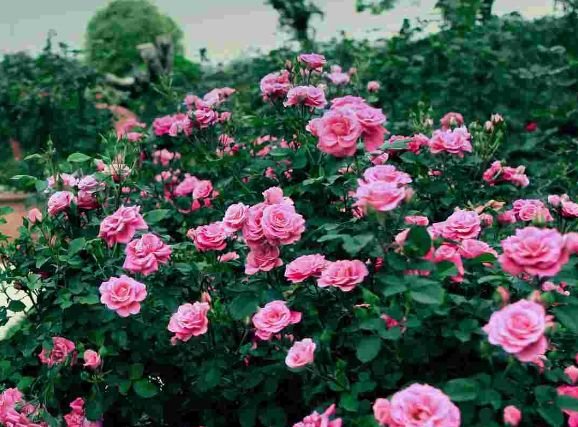 属鸡|8月中旬，吉星伴身，4属相好运来，步入人生上上签，日子红火