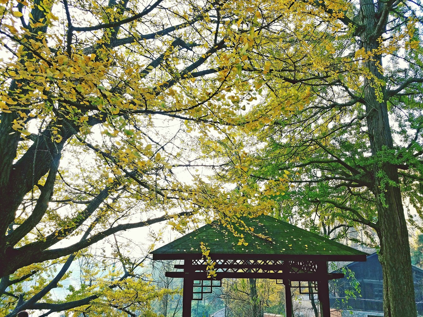 秋天的童话|金秋十月赏银杏，这个古村告诉你，什么才是秋天的童话！