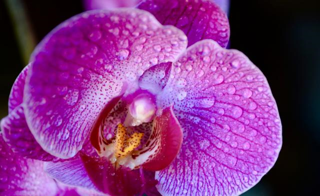 天蝎座|未来9天，桃花引真爱，月老送良缘，喜得佳偶，情浓意蜜的四星座