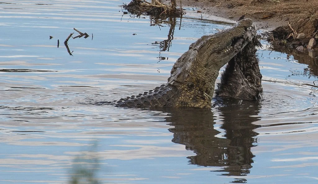 「蜜獾」平头哥真是稀罕惹祸！当它“怼”道了鳄鱼，结果被摔死后扔到岸上