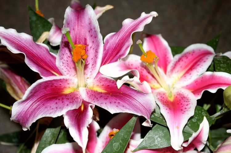 生肖|12生肖中，惹不起的3生肖女，天生财富命，尤其是第一名最有钱