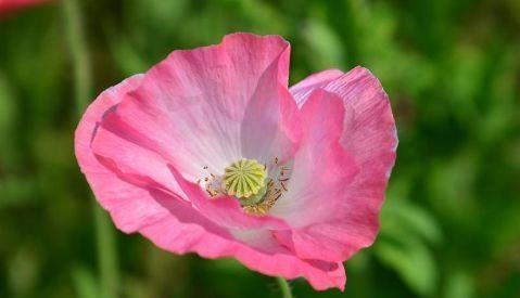 「巨蟹座」2020年，感情不顺，有可能外来者插足，生活被搅乱的星座