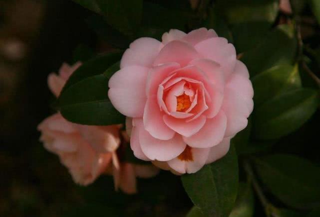 「生肖」十二生肖中，5月下旬起诸事利好，小人不见，钱途一片大好的生肖