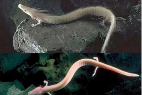 水母|揭秘：深海真的是“生命禁区”吗？也许龙就在深海“龙宫”里