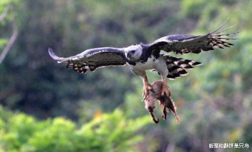 |食猿雕，当地人口中只吃猿猴的大型猛禽，如今只剩300多只