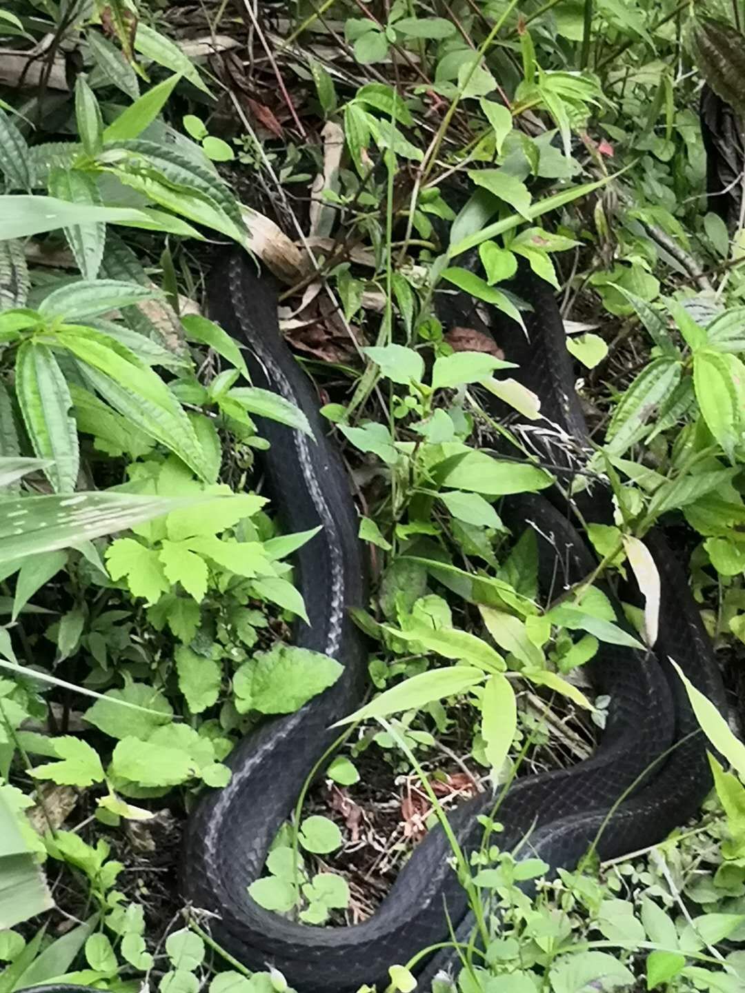 「峨眉山」峨眉山巧遇巨大乌梢蛇