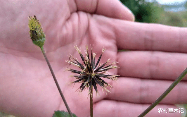 「」它便是“鬼针草”，价值珍贵，却少人认识，常被除掉