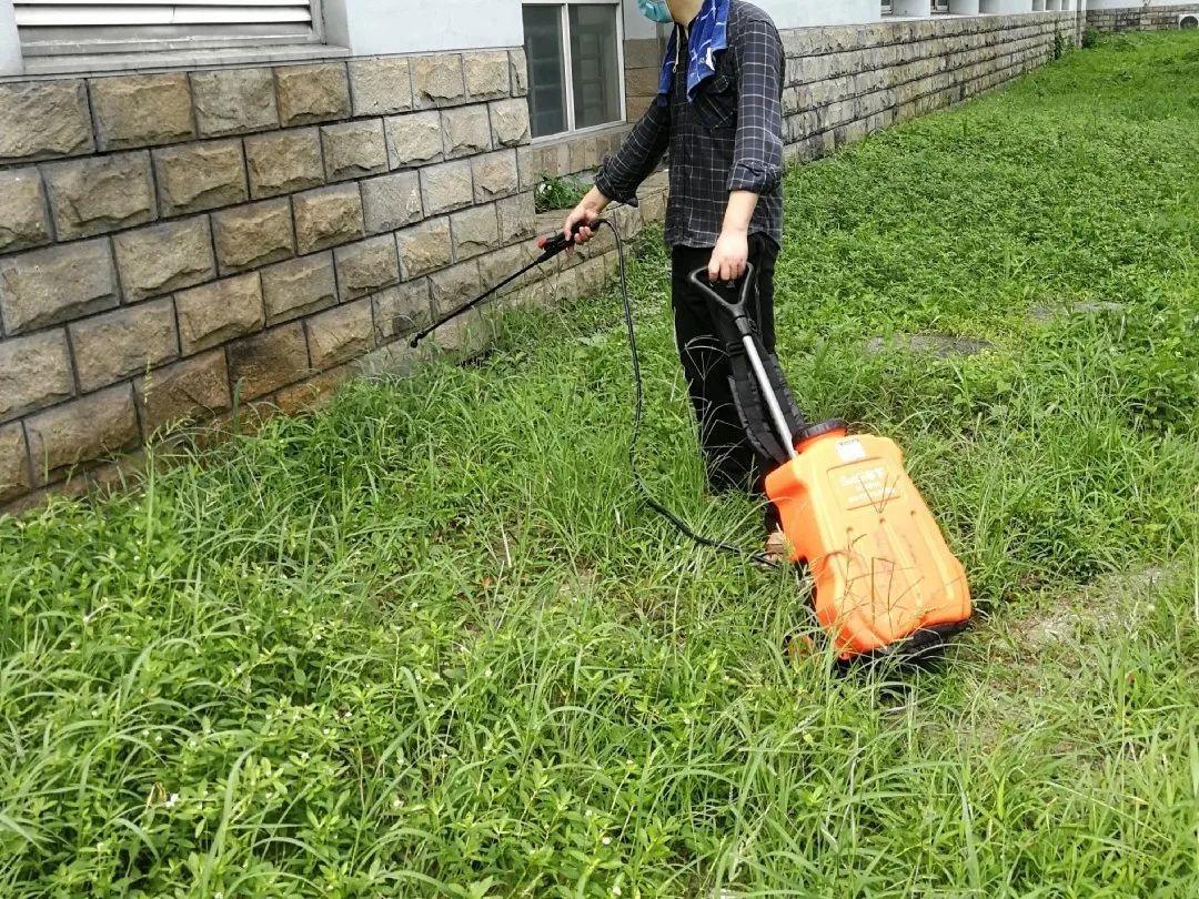 爬山虎|救命！入侵植物爬进院子，三年都杀不完！