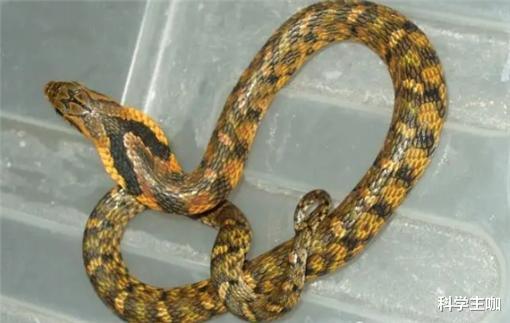 毒蛇|神似眼镜蛇的无毒蛇，常被误以为是毒蛇，只能靠奇臭气味御敌