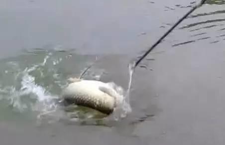 「」黑坑调钓，别再说微调找口，调灵钓钝其实就看鱼口