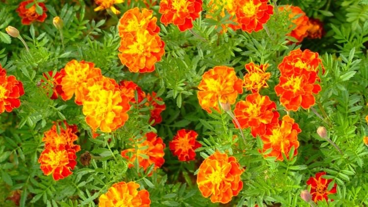 生肖|8月开始多福多金，运气火旺，前程似锦，轻松发财的四大生肖