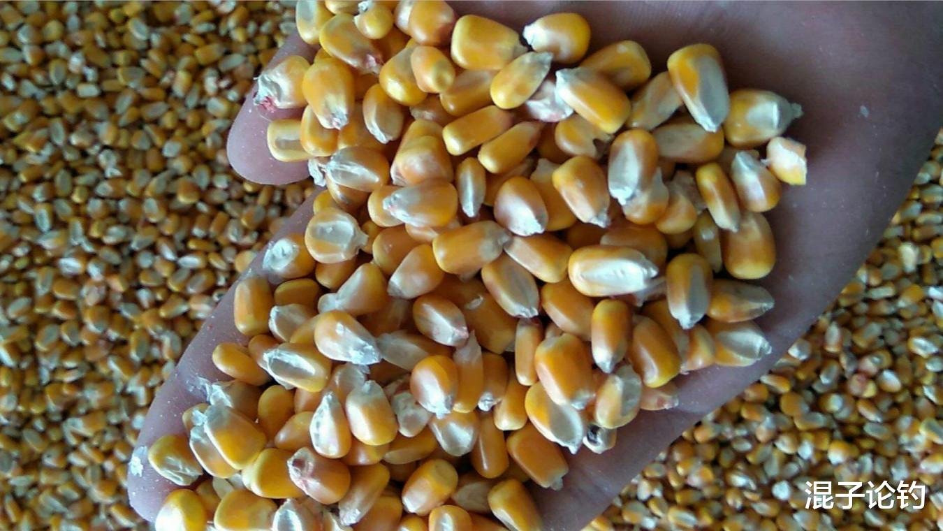 [玉米]别小看用玉米钓鱼，这里面讲究其实真不少