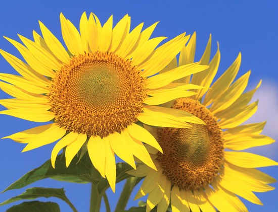 「」5月份开始，4属相好运不断，财运亨通，收入可观，福旺财更旺