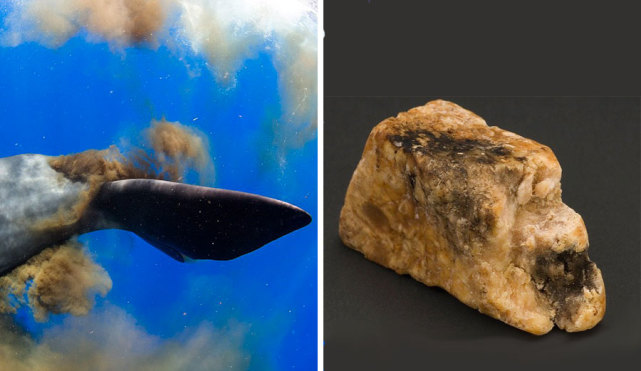 鲸鱼|鲸鱼的排泄量巨大, 为什么还有这么大的价值？