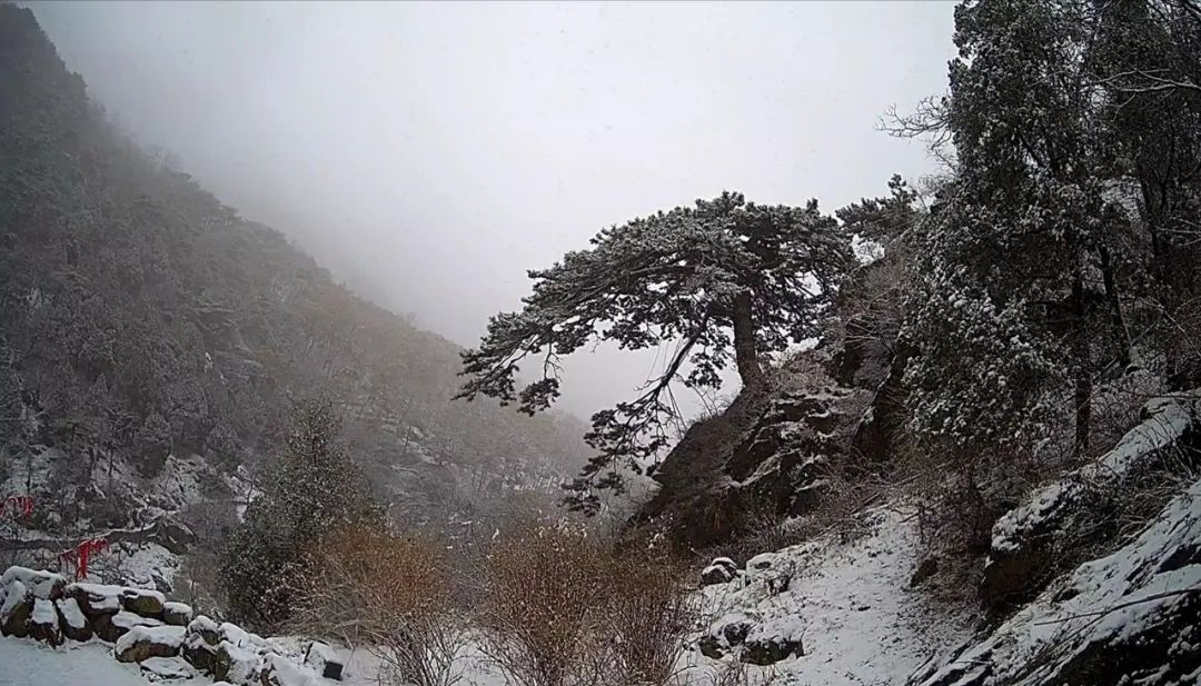 泰安|瑞雪丰年，国泰民安！看，泰安今冬第一场雪，下成这般仙境模样！