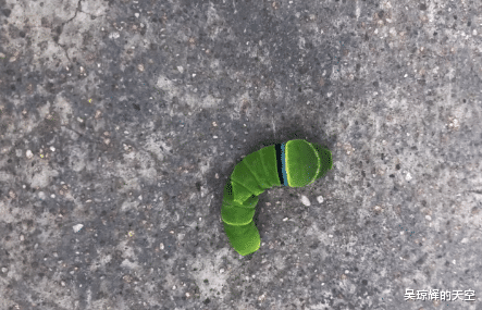 @“这是什么虫子,按它出现一对角,有甜甜的香味。”哈哈哈进化称霸地球