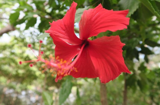 生肖|8月份开始，4属相好运复苏，财库丰隆，喜事接二连三，鸿福无穷