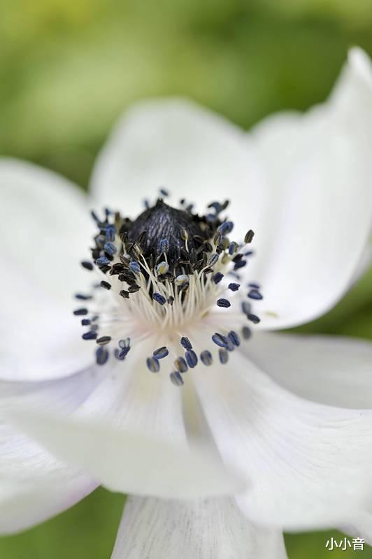 「萧忆情」萧忆情为《小花仙》手游演唱的主题曲《花途》，勾起了许多人的少年记忆。