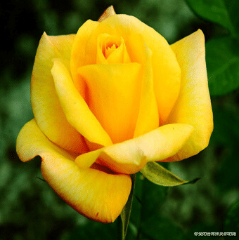 @6月中旬吉星高照，4属相财神光顾，事业红红火火，更上一层楼