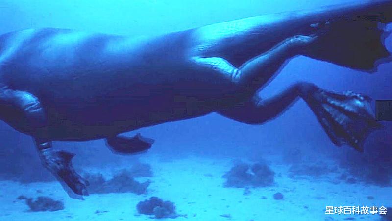 卫星|探秘海洋霸主的独特进化史，鲸鱼家族的祖宗原来像一头狼