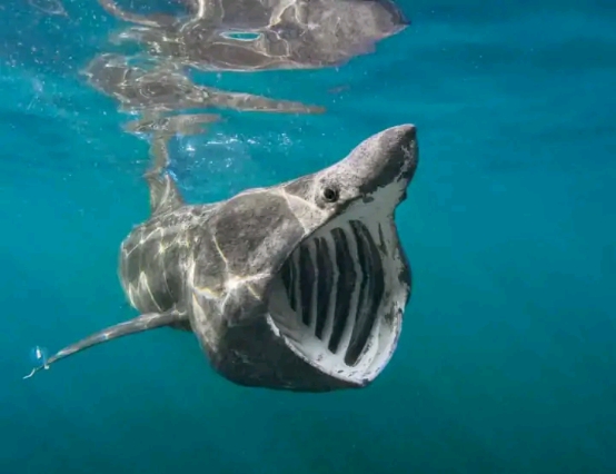 海洋生物■最新科学发现!七种你一定没看过的海洋生物,样貌惊人千奇百怪