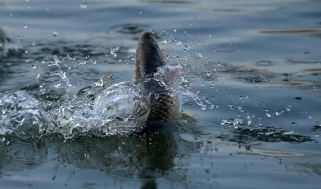 鲤鱼|夏钓鲤鱼速成法则！（你不得不掌握的钓鱼知识）