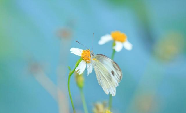 生肖|8月，好运高人一等，事业如鱼得水，4生肖堆金积玉，生活春风得意