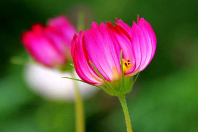 生肖|未来三年将能够咸鱼大翻身,财源滚滚来,生活幸福如意的3个生肖