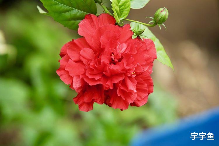 运势|9月开始财帛入库，运势响当当，事事顺心，衣食无忧的四大生肖