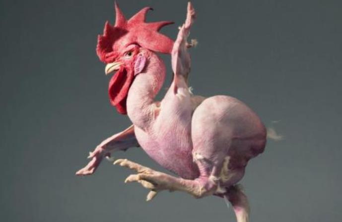 科学家|科学家培育“无毛鸡”，全身上下没一根毛，这下杀鸡再也不用拔毛了！