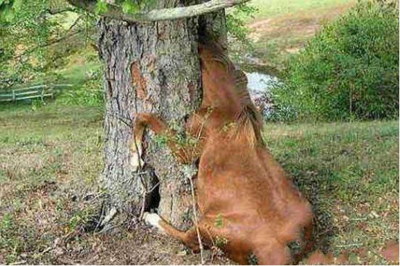 食人树|可怕!“食人树”竟真实存在,不砍掉还有专人喂养,进食方式奇特