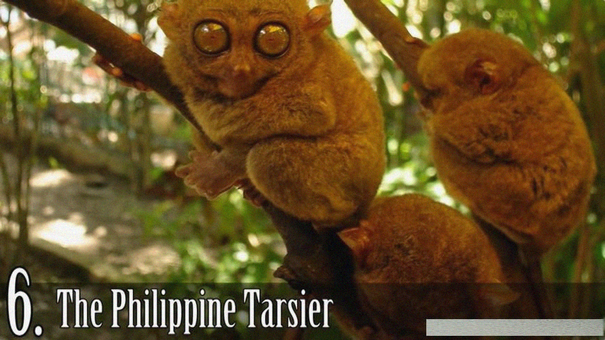 「裸鼹鼠」全世界最丑的十大生物，第一名被黑了好多年，心疼！