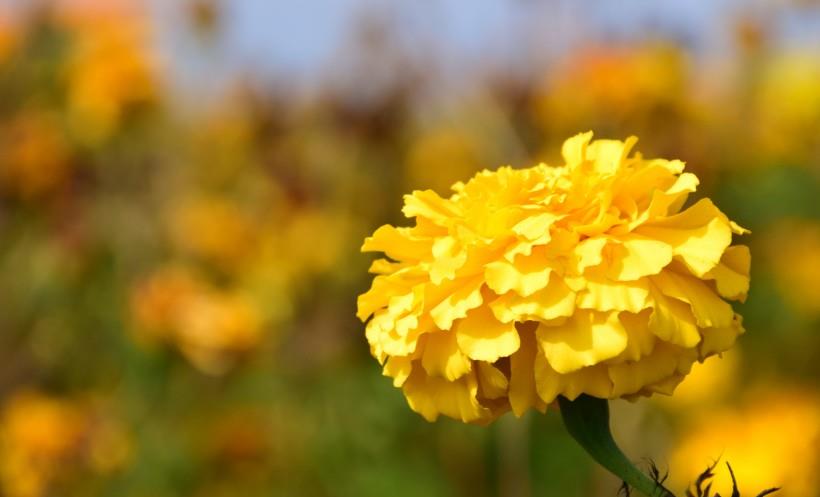 金牛座|10月下旬，旧情萌发转机，爱情大逆转，与前任重获甜蜜的四大星座