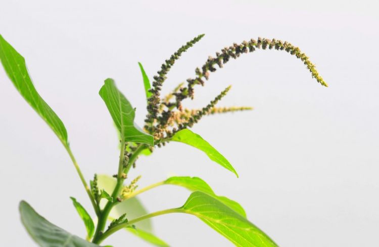 生肖|11月底运势亨通，好运蹭蹭涨，桃花运飙升的3大生肖！