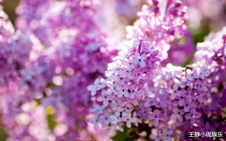 「」4月喜鹊窗前叫,富贵四方来,事业飞黄腾达,横财不断的四属相