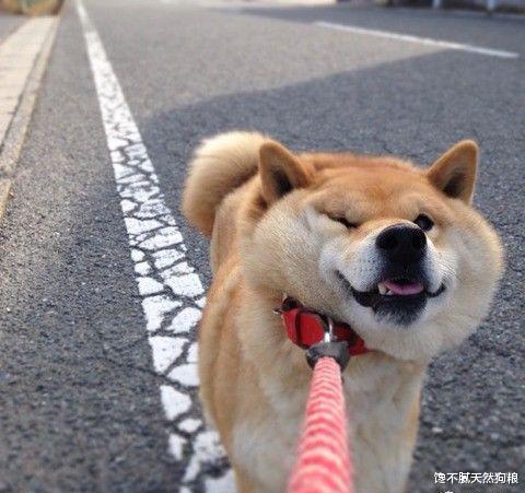 当狗狗出现这6种行为时，说明它开始讨厌你了，别傻傻不知道