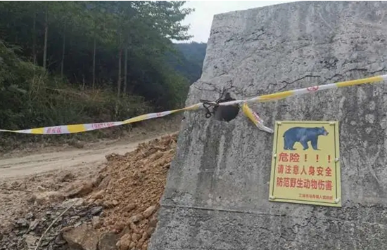 #四川省#四川黑熊伤人事件亲历者：开车送人去安全区，路边突然窜出一黑影